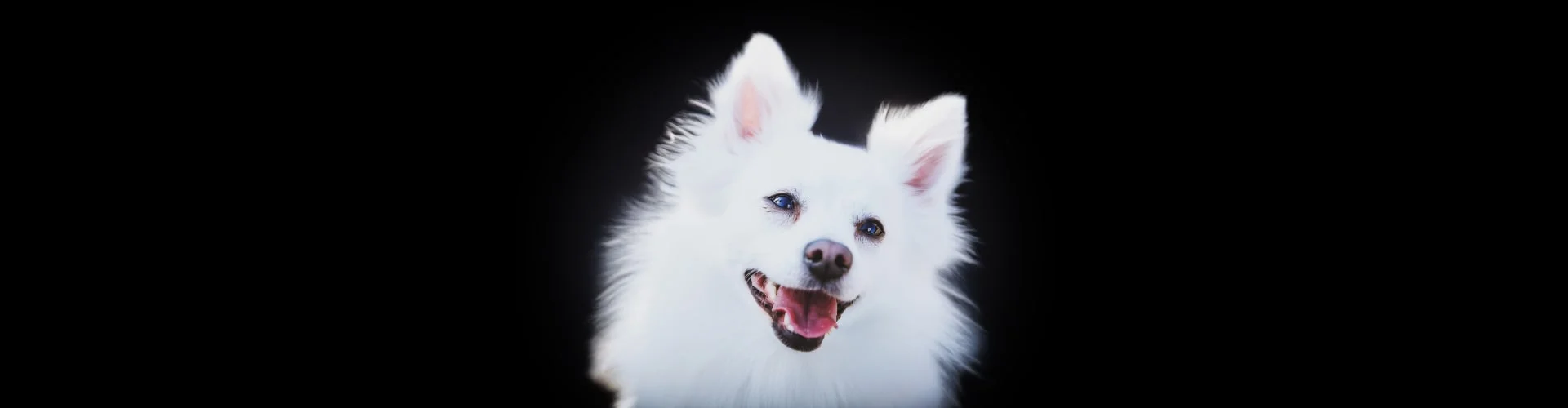 Вольпино итальяно