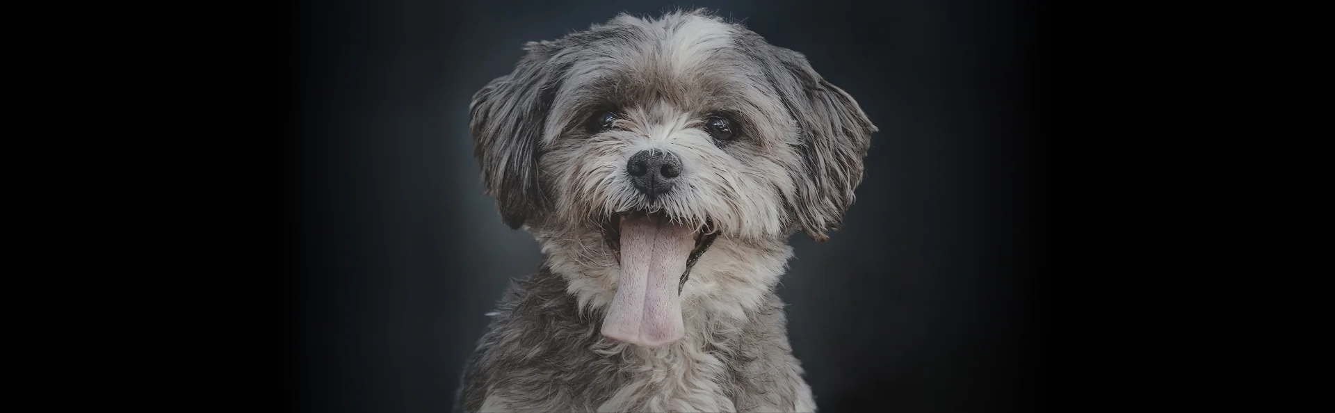 Норфолк-терьер