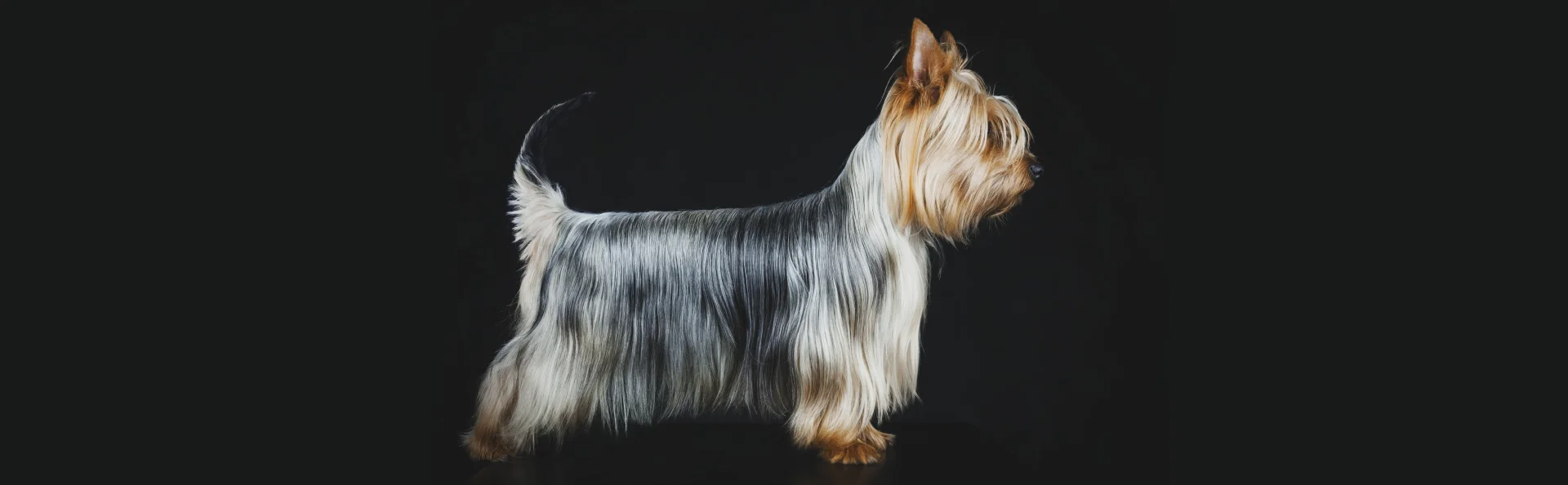 Австралийский шелковистый терьер