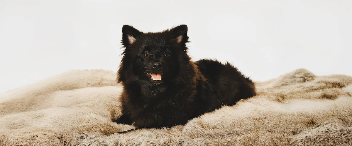 Порода вольпино итальяно