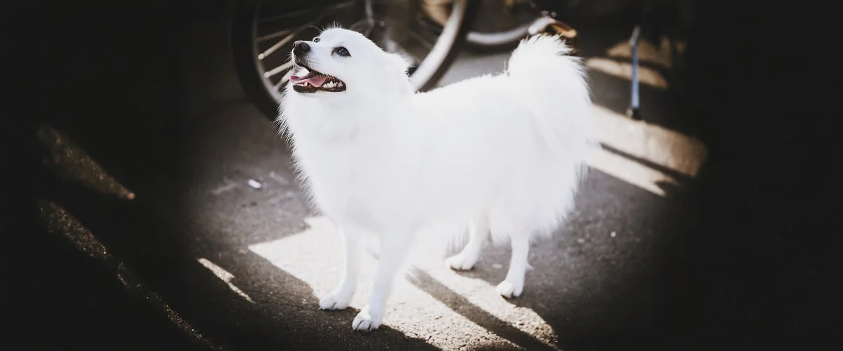 Характер вольпино итальяно