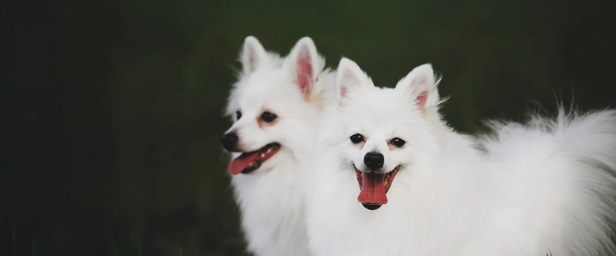 Характеристика породы вольпино итальяно