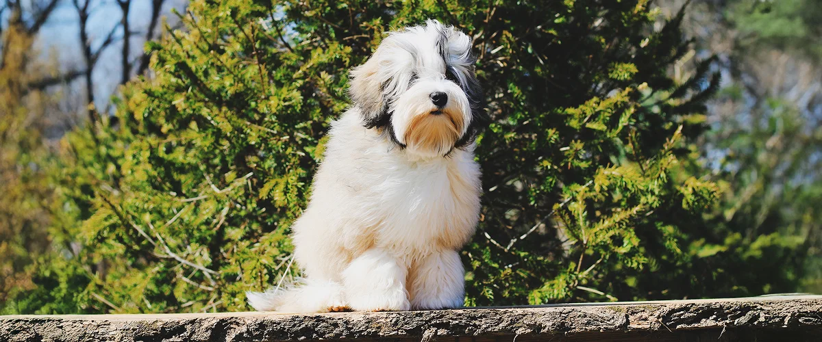 Фото левхена