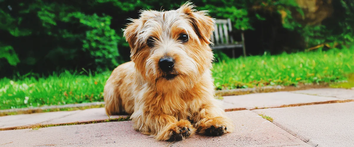 Порода норфолк-терьер