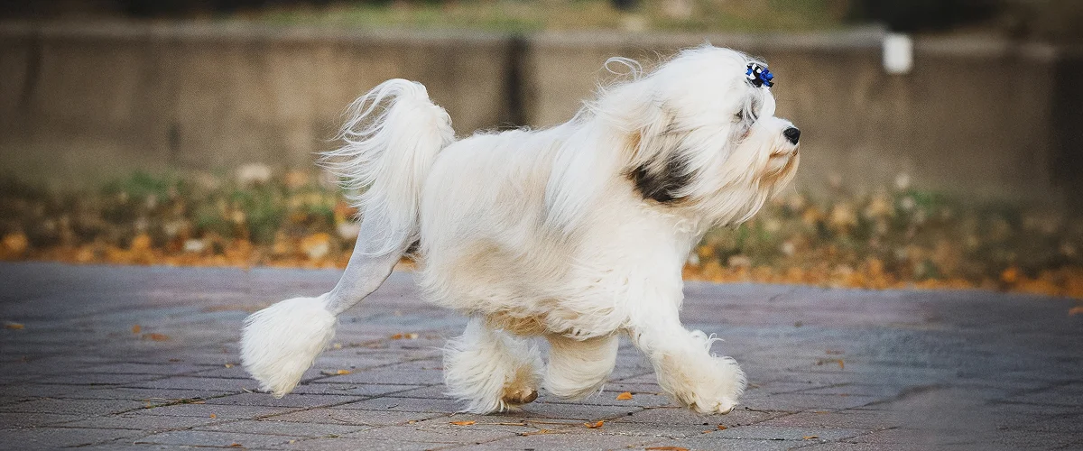 Уход и содержание левхенов