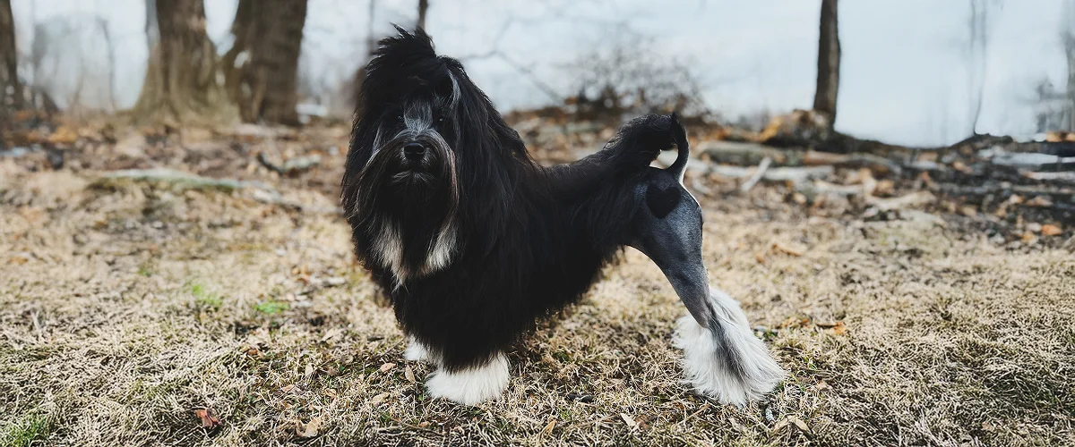 Порода собак левхен