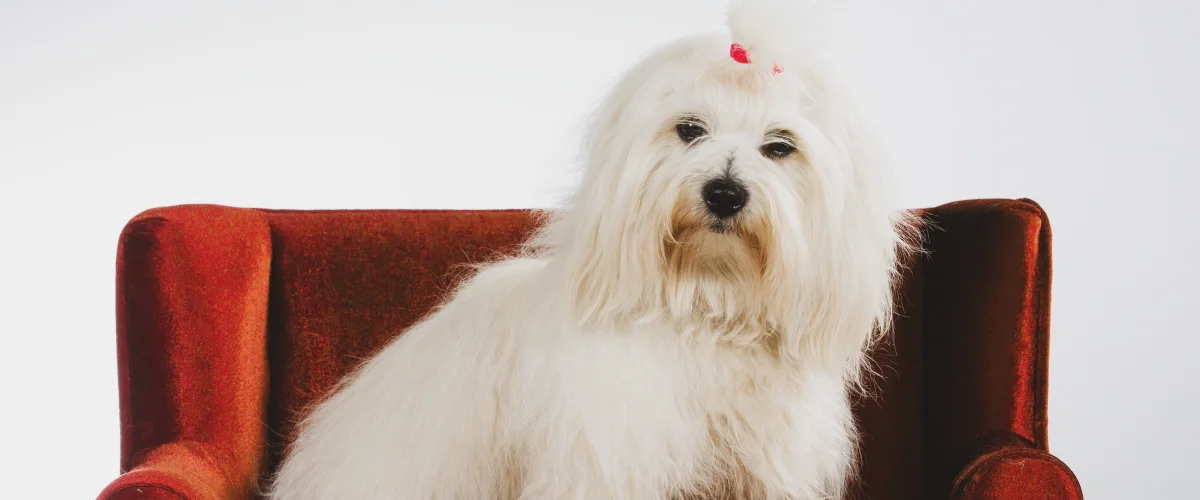 Характер котон де тулеара