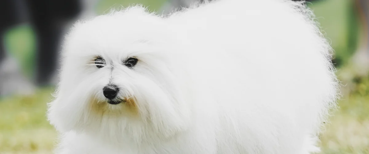 Внешность котон де тулеара