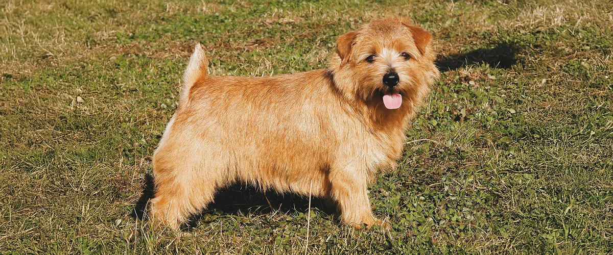 Описание породы