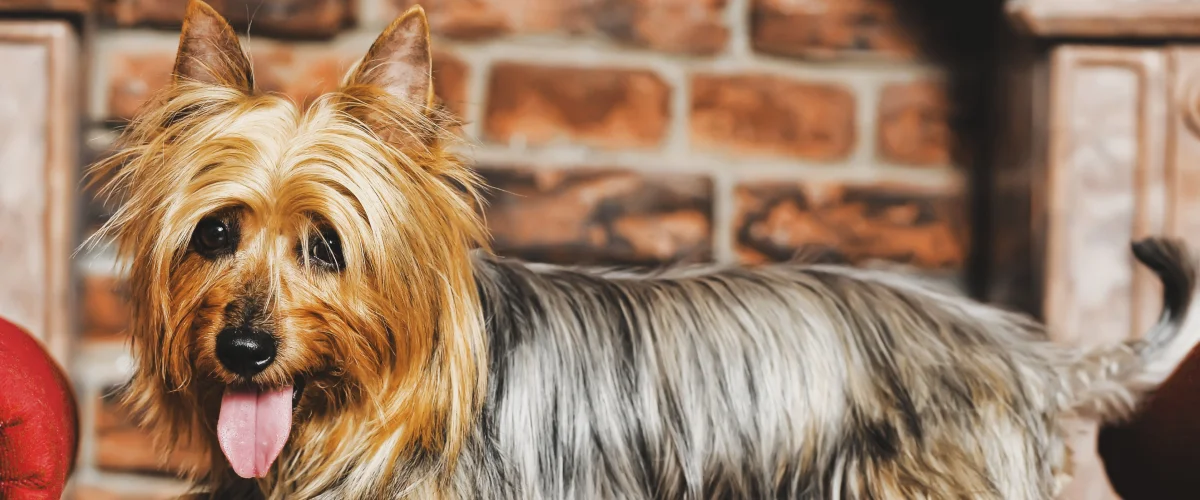 Фото силки-терьер