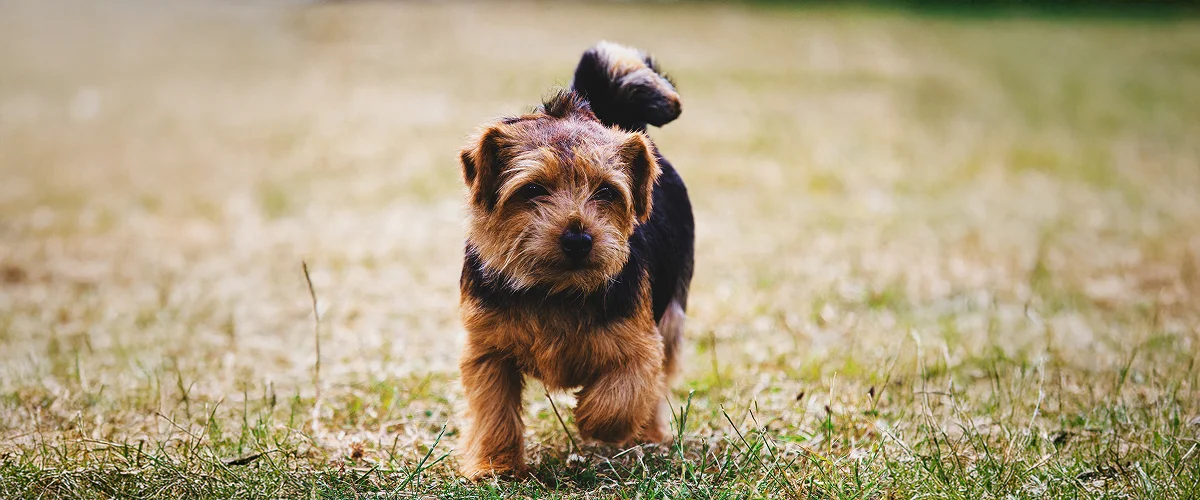 Фото норфолк-терьера