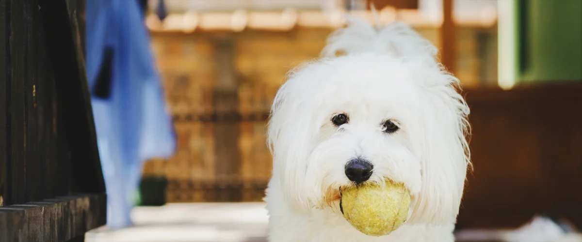 Дрессировка котон де тулеар
