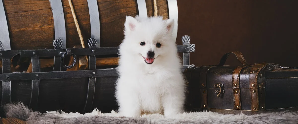 Имя для щенка вольпино итальяно