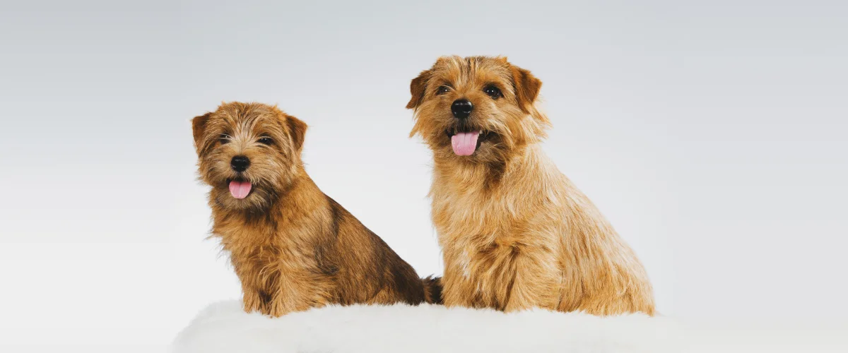 Характеристика породы