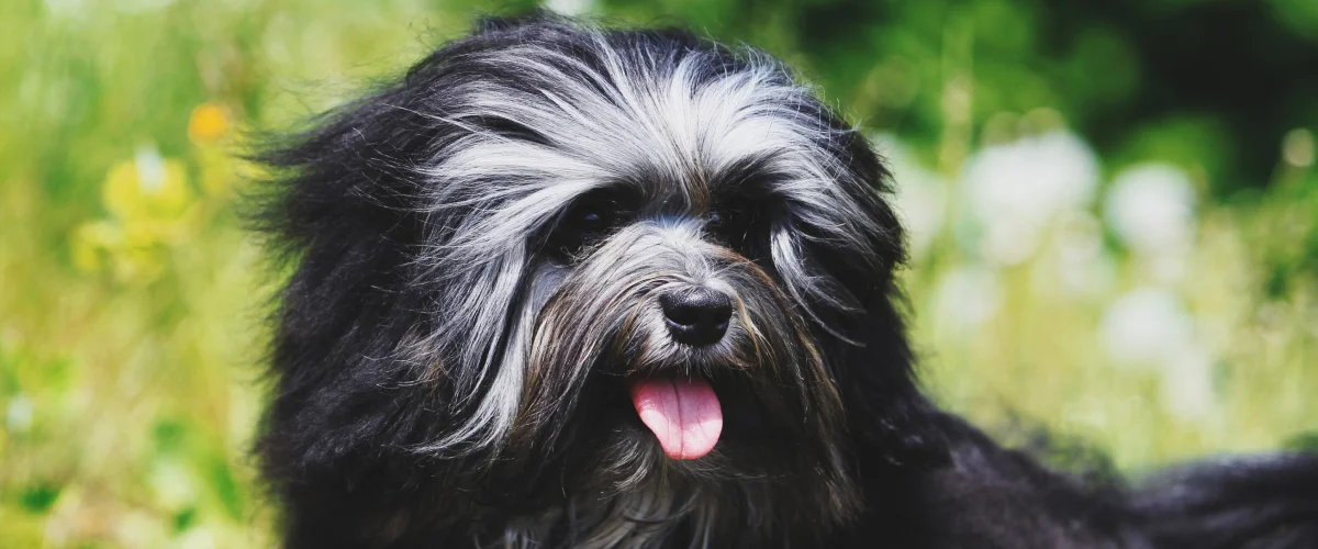 Характер левхенов