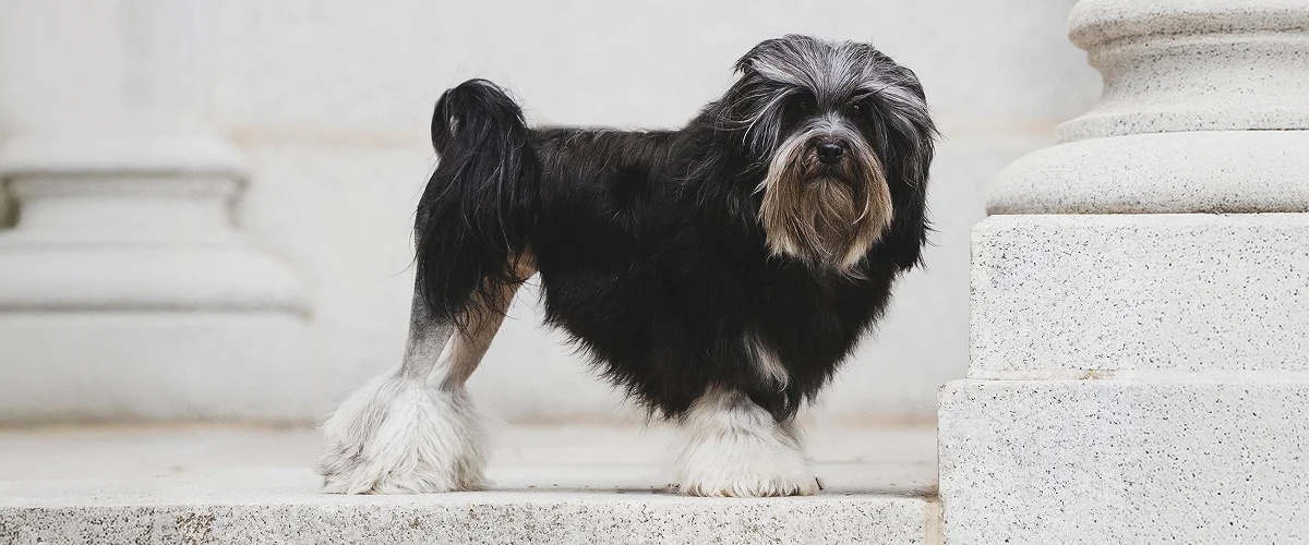 Описание породы левхен