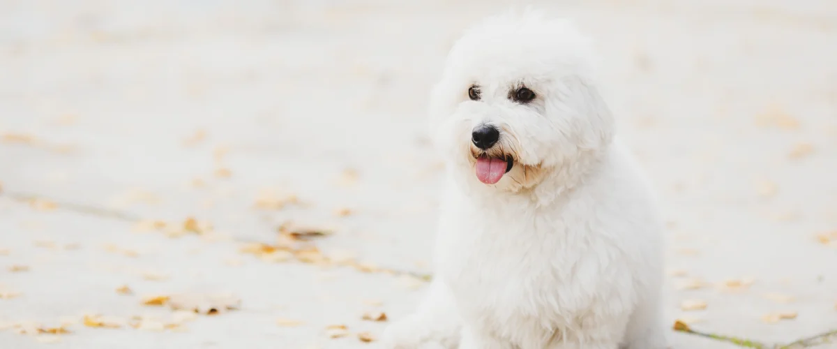 Щенок котон де тулеар