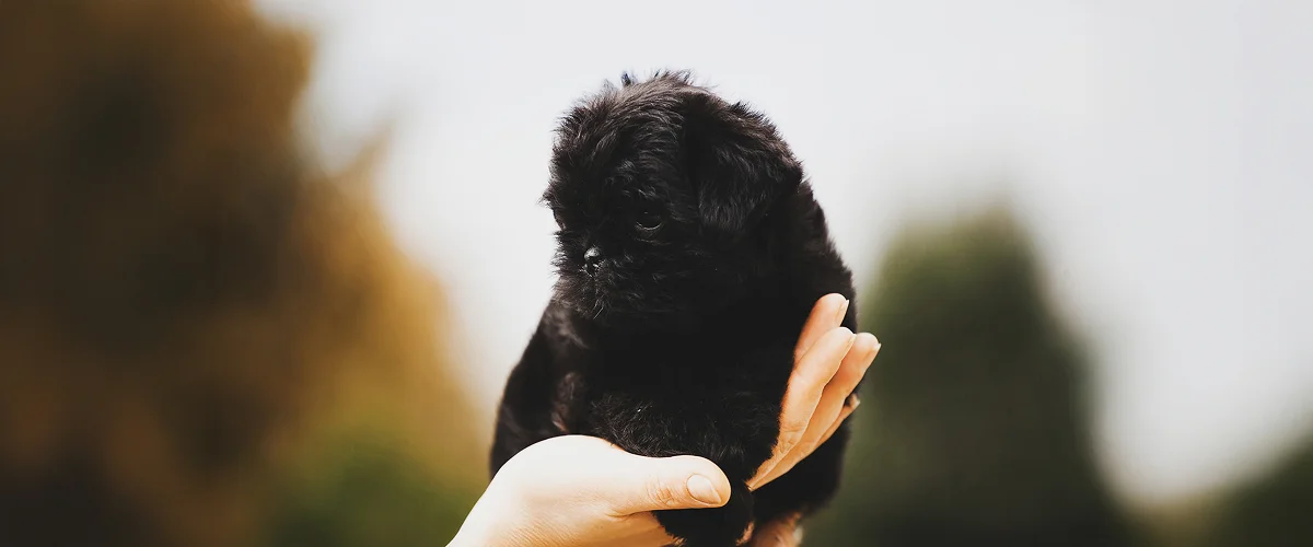 Щенок аффенпинчера