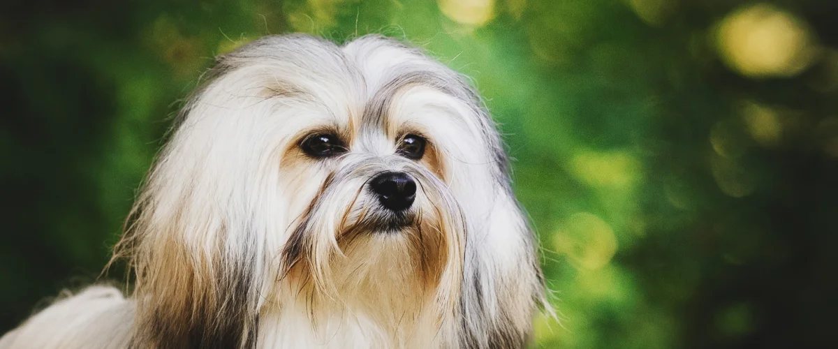 Внешность породы левхен