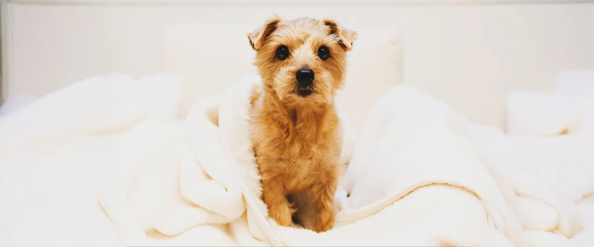 Условия содержания норфолк-терьера