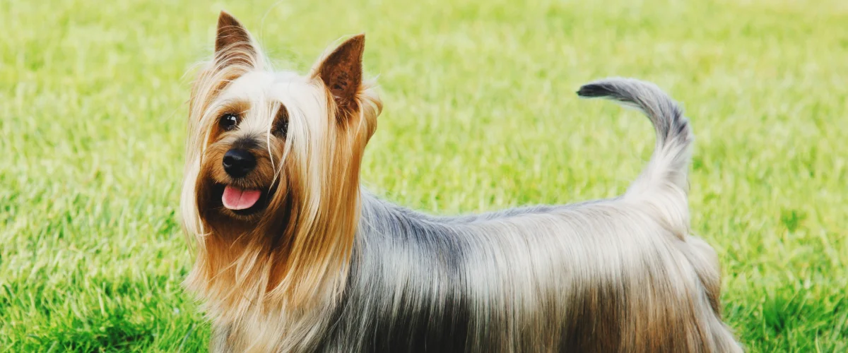 Характеристика породы силки-терьера