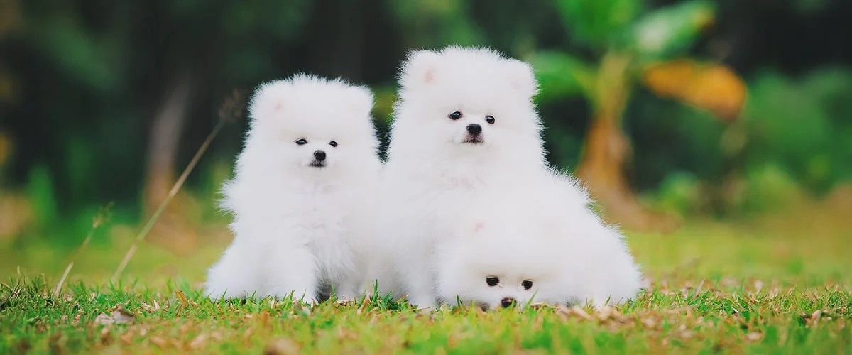 Щенки вольпино итальяно