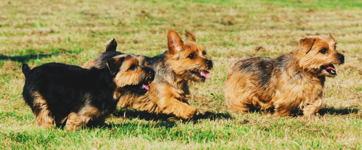 Физическая активность для норфолк-терьера
