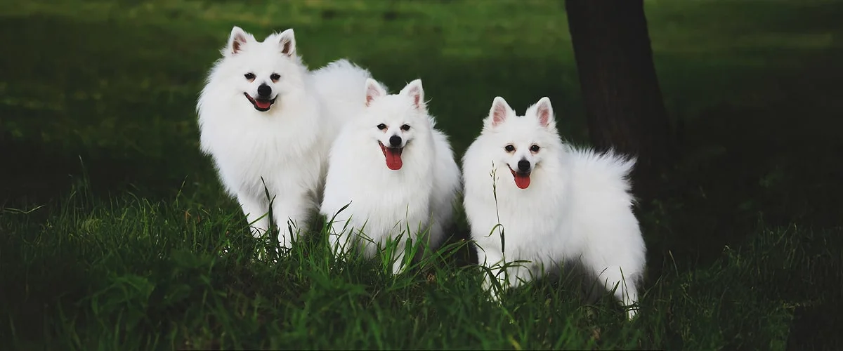 Фото вольпино итальяно