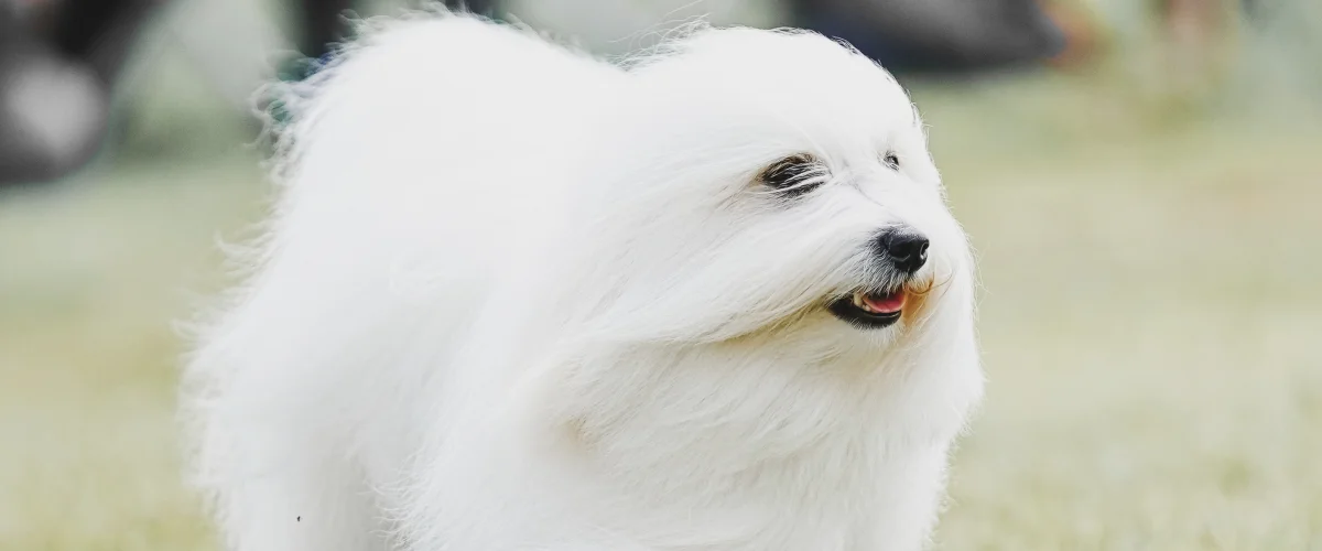 Порода котон де тулеар