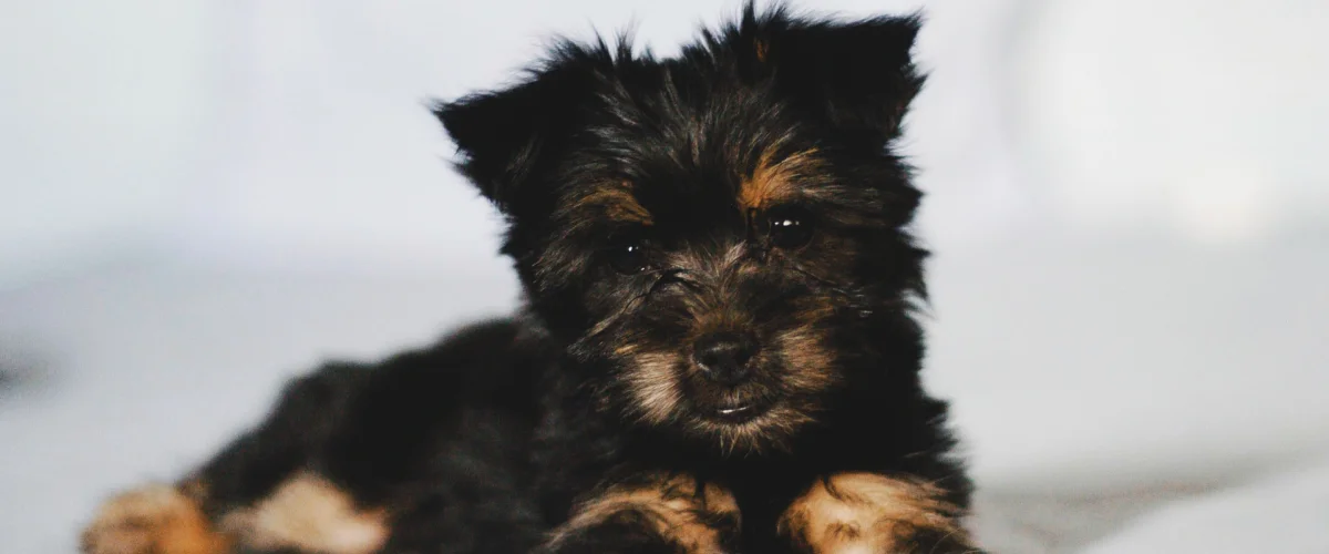 Щенок силки-терьера