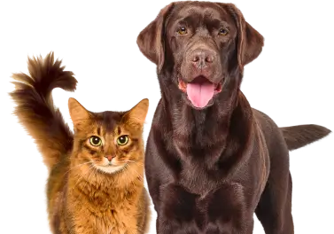 Изображение кошки и собаки