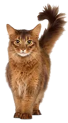 Изображение кошки