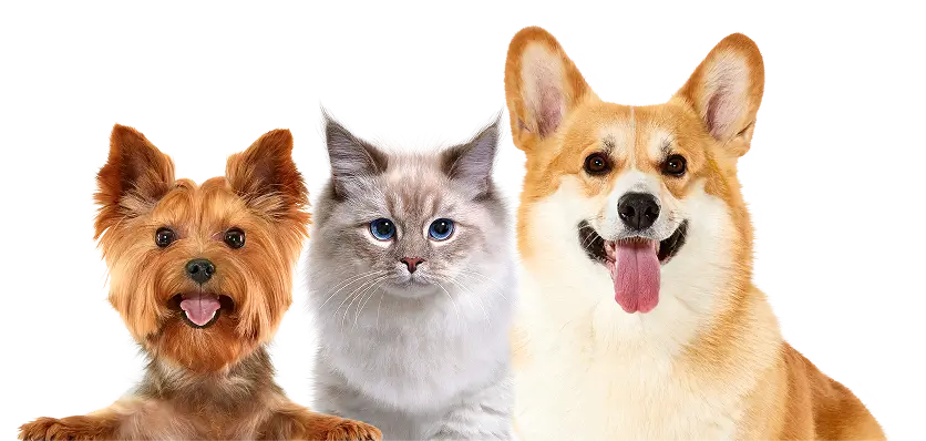 Изображение питомцев