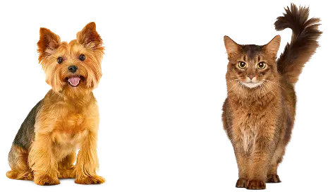 Изображение Питомцев