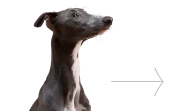 Изображение Собаки