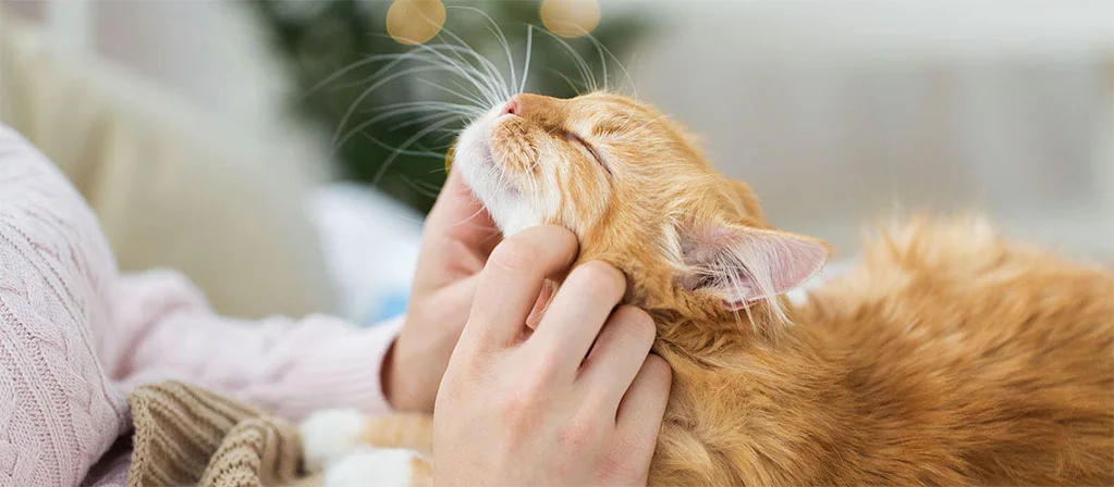 Польза кошек для здоровья человека