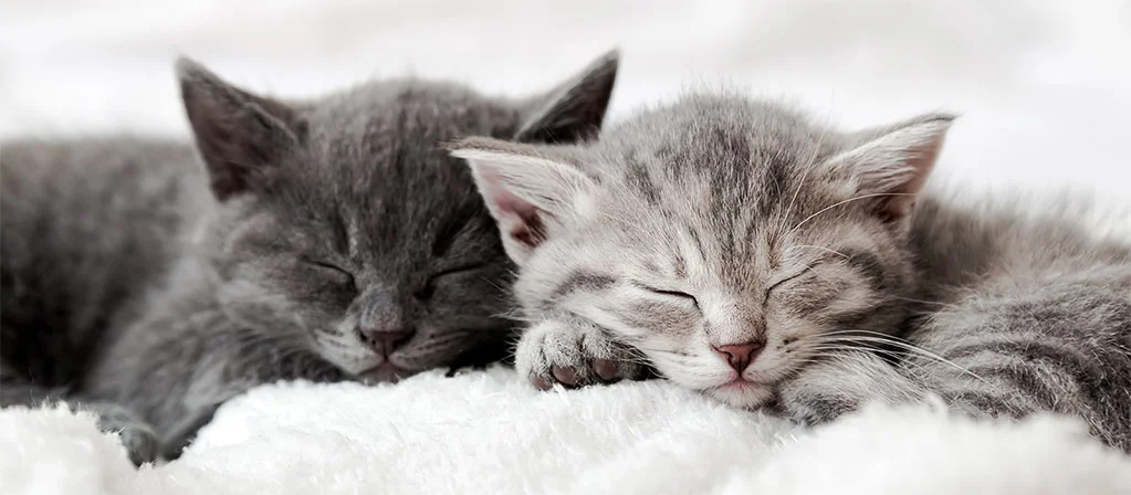 Сколько спят котята и от чего зависит их здоровый сон?