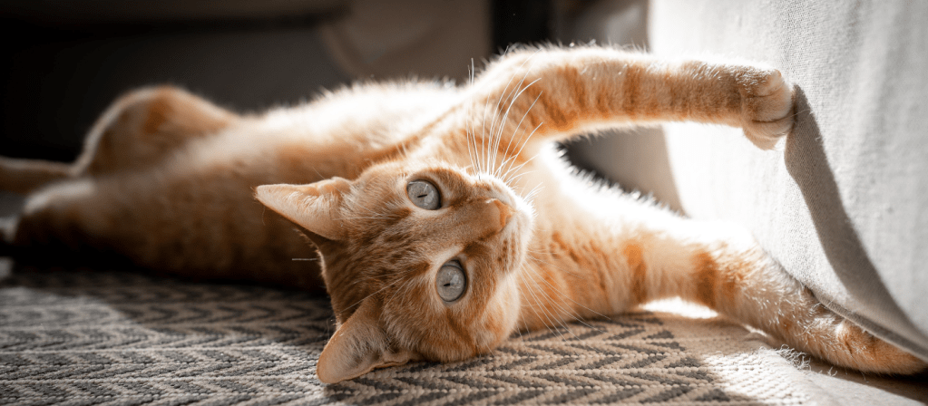 Как отучить кошку или котенка царапать мебель, обои