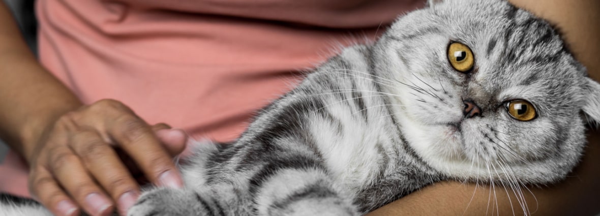 Почему у здоровых кошек влажный нос?