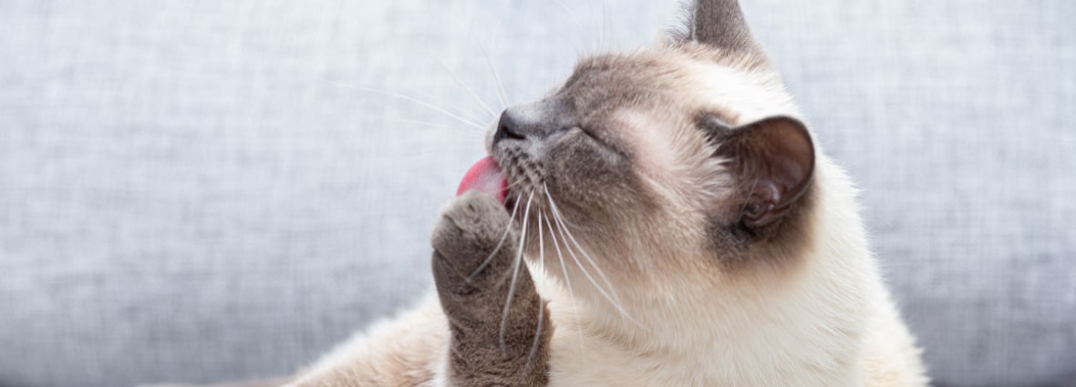 Как ухаживать за носом кошки