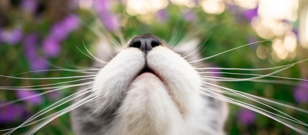 Почему у кошек мокрый нос?