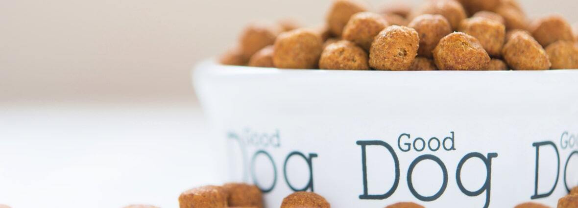 Почему щенок не ест сухой корм: основные причины