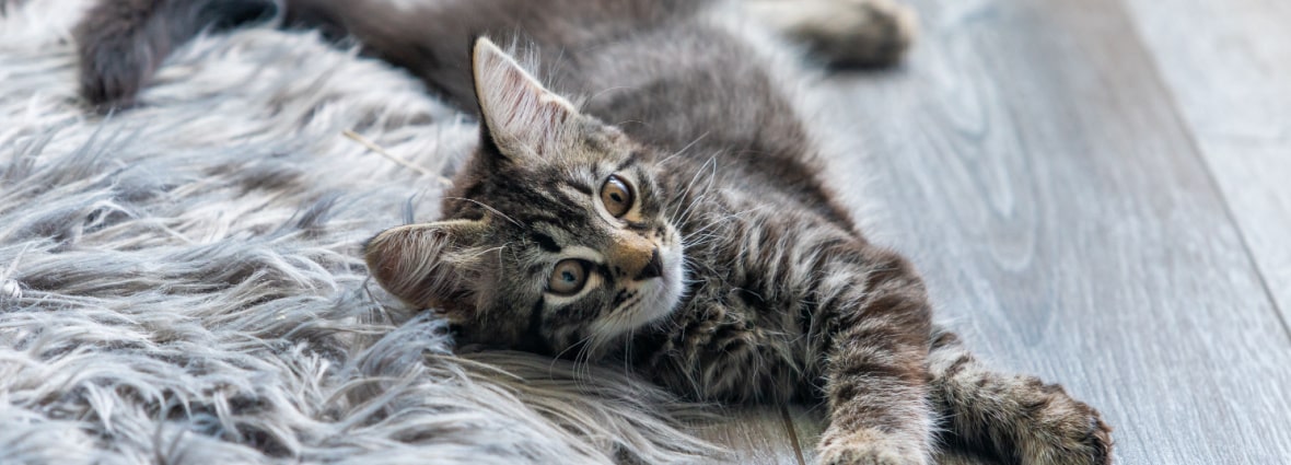 С какого возраста коты и кошки начинают метить?