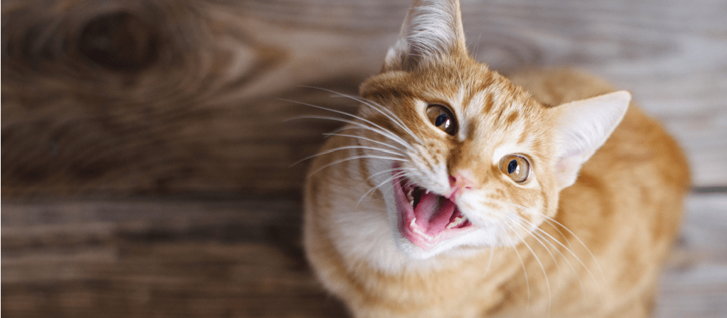 Почему кошки шипят на людей?