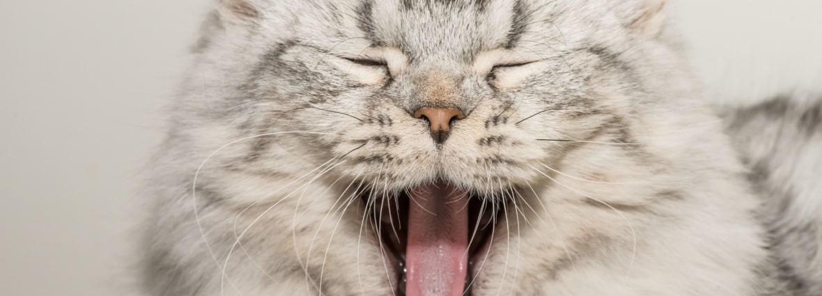 Как устранить неприятный запах изо рта у кота?