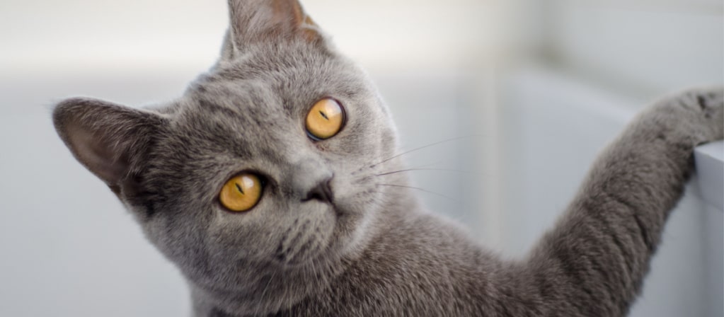 Почему у кошки пахнет изо рта