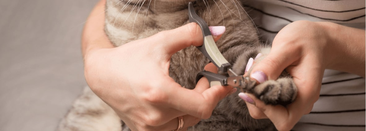 Инструменты для стрижки когтей кошки