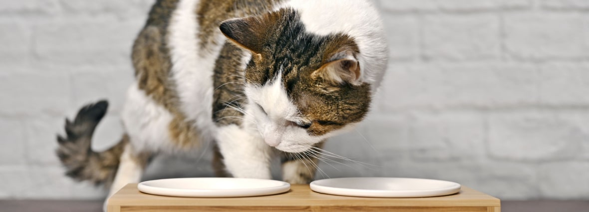 Кот не ест и не пьет после переезда
