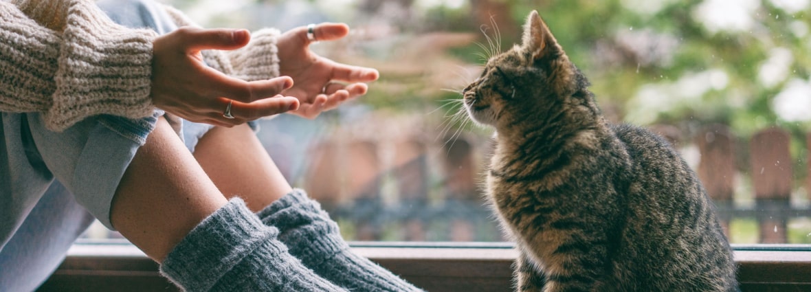 Как помочь кошке справиться со стрессом?
