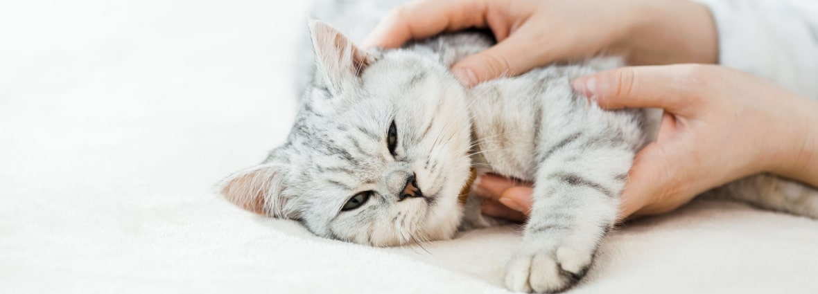 Советы хозяину: что делать, когда у кошки сильно текут слюни
